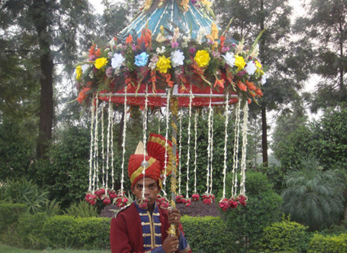 Original Sindhi Ghori Wale