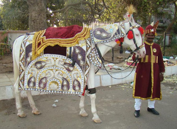 Original Sindhi Ghori Wale